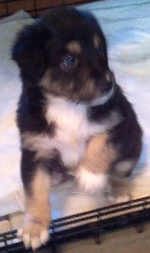 Andi's Pup: Jessi