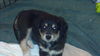 Andi's Pup: Jessi