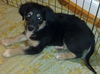 Andi's Pup: Jessi