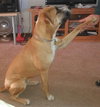 Juno: Bigger than life!