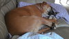 Juno: Bigger than life!