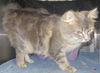 Elizabeth--Queen of the Cats