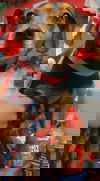 Evan