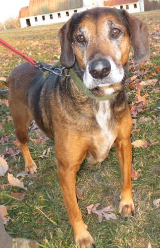 Joey: surrendered senior