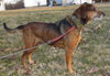 Joey: surrendered senior