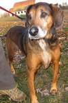 Joey: surrendered senior