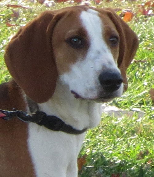 Betsy: Foxy Foxhound!