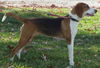 Betsy: Foxy Foxhound!