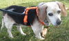 Amy:Rescue pending