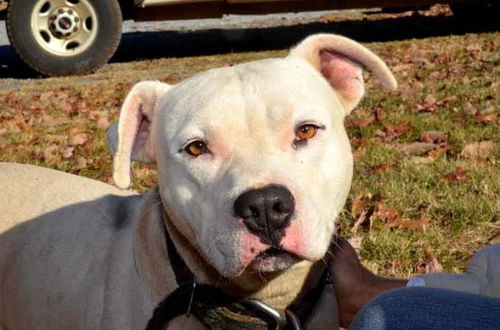Casper, the friendly pit