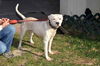 Casper, the friendly pit