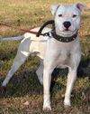 Casper, the friendly pit