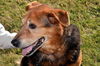 Gus: serene senior!