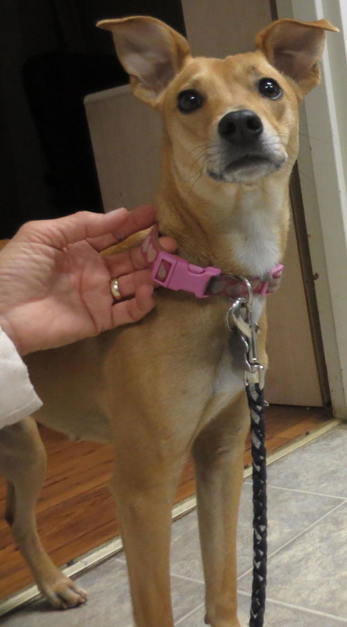 Angel: heavenly dog