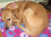 Angel: heavenly dog
