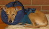 Angel: heavenly dog