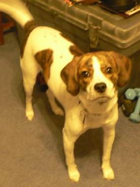 Loki: Cute puggle!