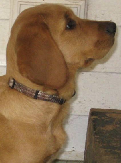 Copper:Too cute for words!