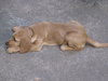 Copper:Too cute for words!