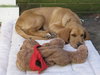 Copper:Too cute for words!