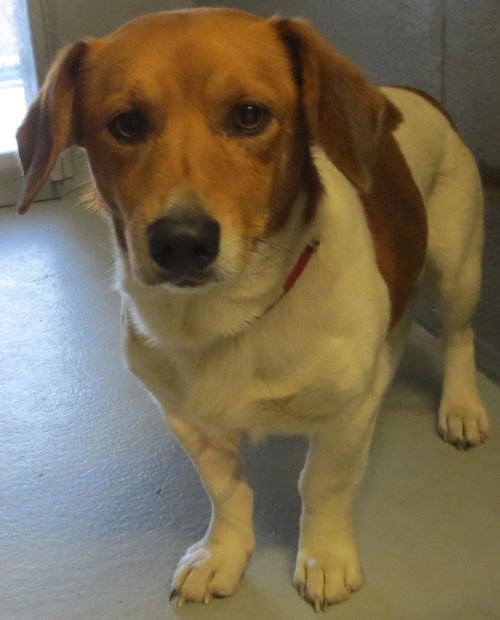 Shiloh: Reclaimed!