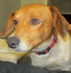 Shiloh: Reclaimed!
