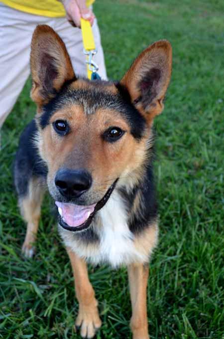 Duke: gorgeous GSD