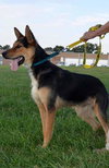 Duke: gorgeous GSD