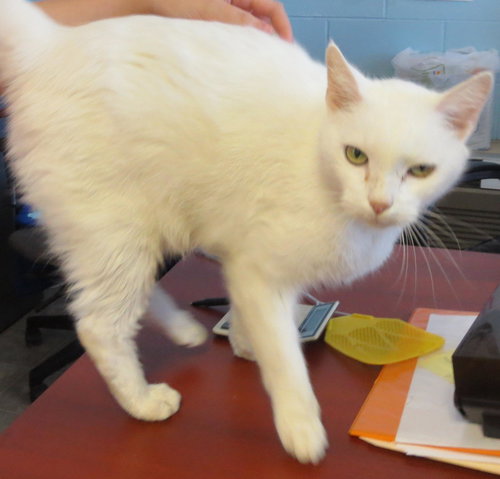 Maui: Stupendous cat!