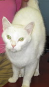 Maui: Stupendous cat!