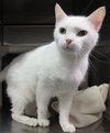 Maui: Stupendous cat!