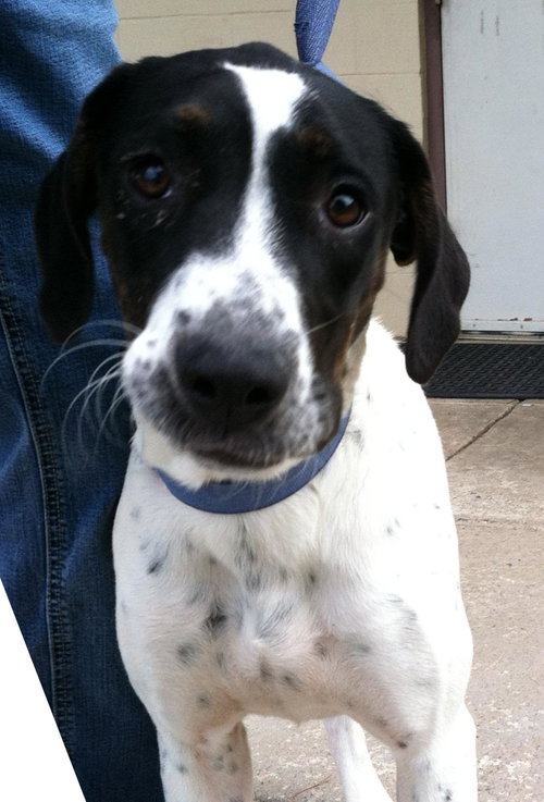 Dottie