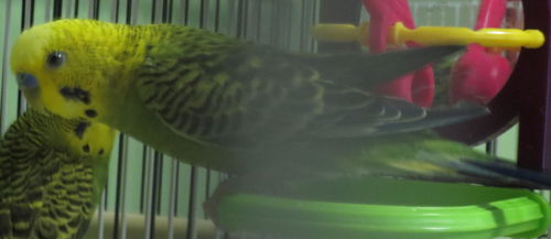 Andy and Barney Budgies