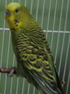 Andy and Barney Budgies