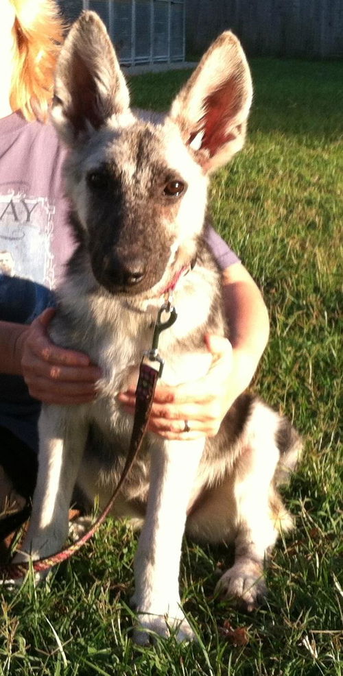 Casey:a Mini Shepherd!