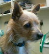 Toby