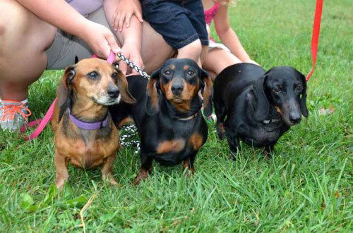 Pris, Prinnie and Georgie