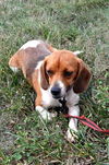 Annie