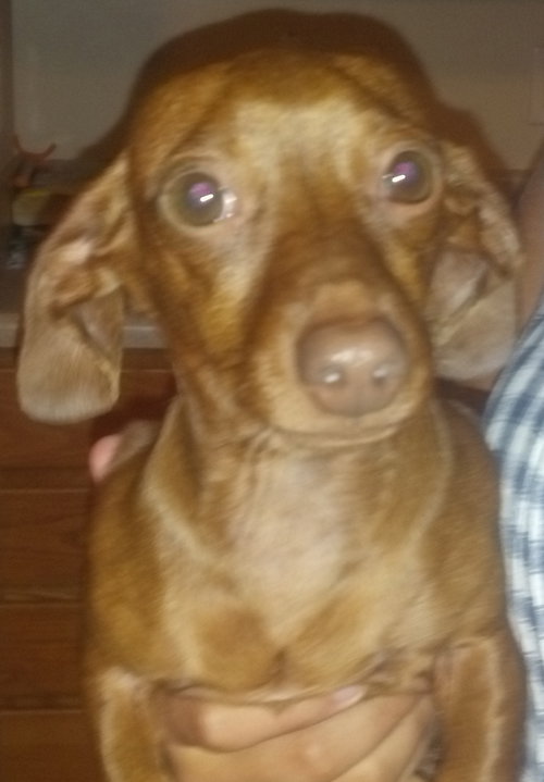 Dobby