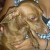 Dobby