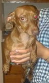 Dobby