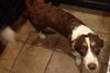 Mandi: adopted
