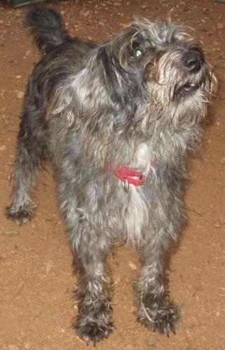 Sneakers the Schnauzer
