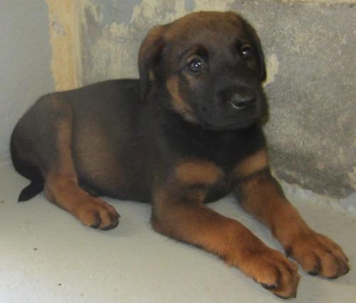 Jordan Puppies: 3 females