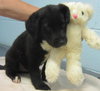 Jordan Puppies: 3 females
