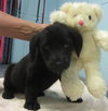 Jordan Puppies: 3 females