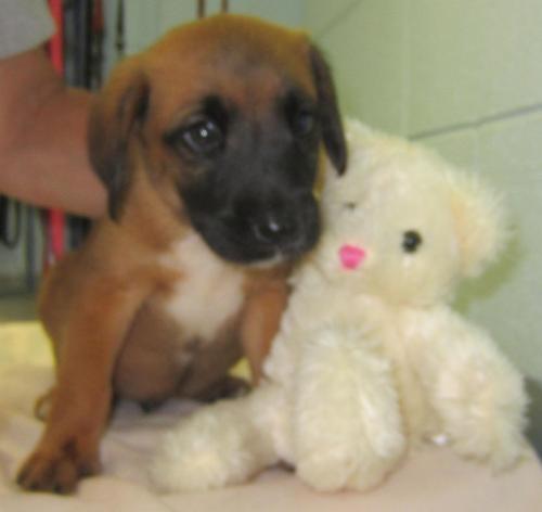 Jordan Puppies: 3 males