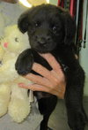 Jordan Puppies: 3 males