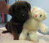 Jordan Puppies: 3 males