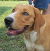 Pup McHugh: one of the Big Dogs